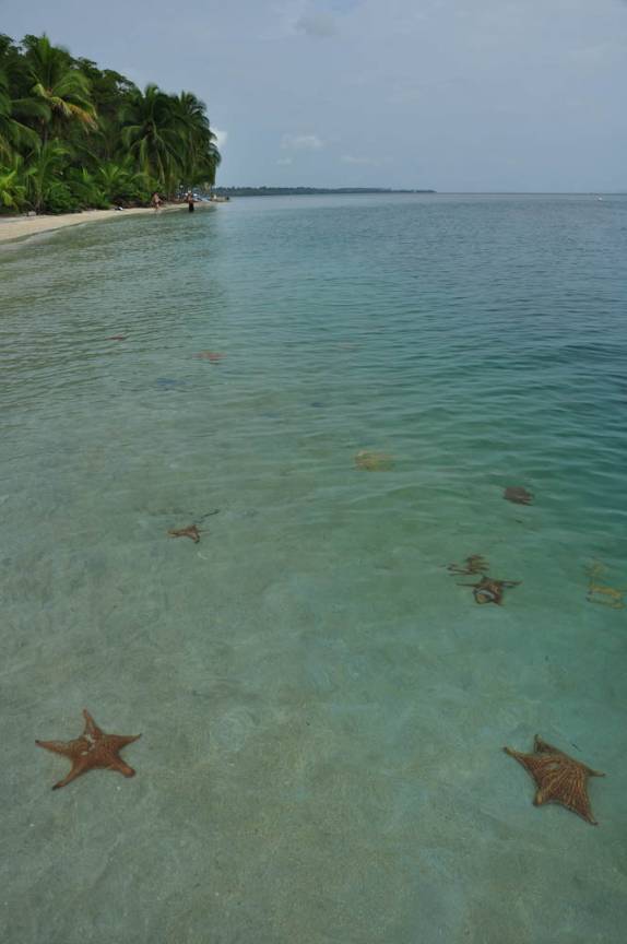Estrelas do mar em Boca del Drago, praia de Isla Colón, em Bocas del Toro, no Panamá